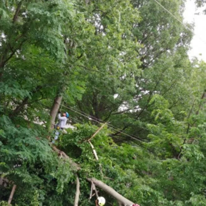 Professional landscaping services for residential properties across Kansas City, MO - Martinez Tree & Lawn Service