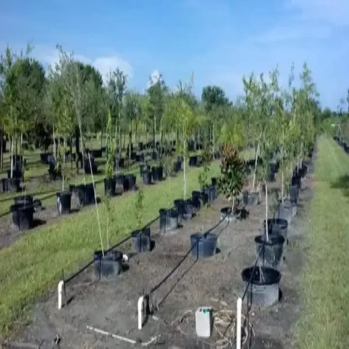 Reliable garden landscaping in Punta Gorda, FL by Martinez Tree and Sod Service