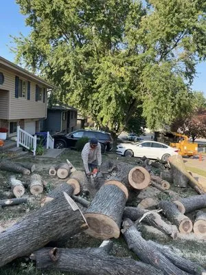 Martinez Tree Service Logo