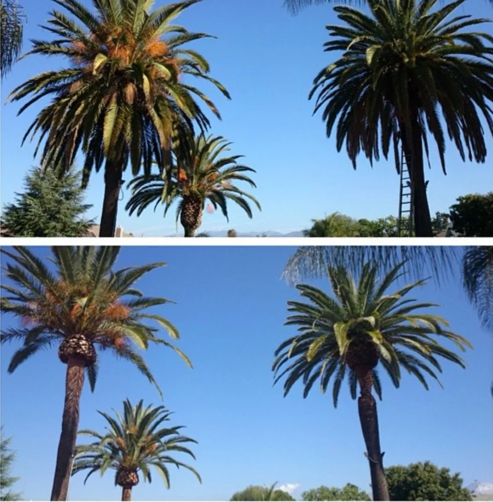 Professional yard cleanup service experts serving Fontana, CA - Martinez Tree Service