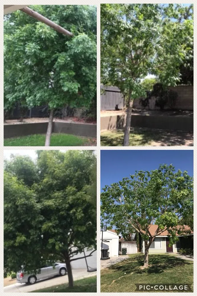 Custom yard maintenance in Fontana, CA by Martinez Tree Service