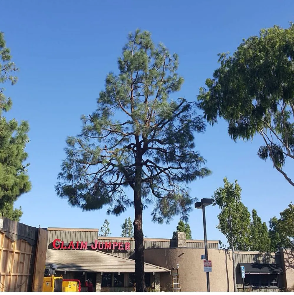 Reliable lawn care service in Fontana, CA - Martinez Tree Service