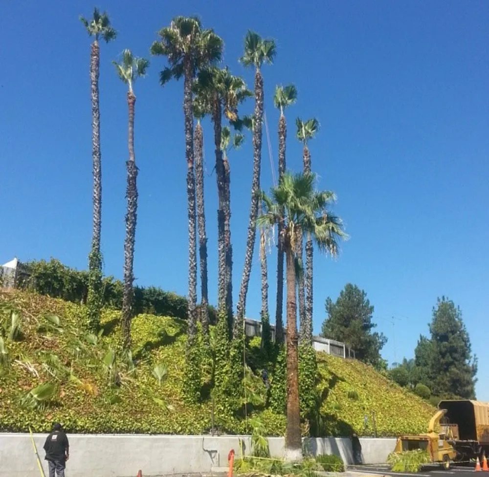 Local garden landscaping for beautiful yards across Fontana, CA - Martinez Tree Service