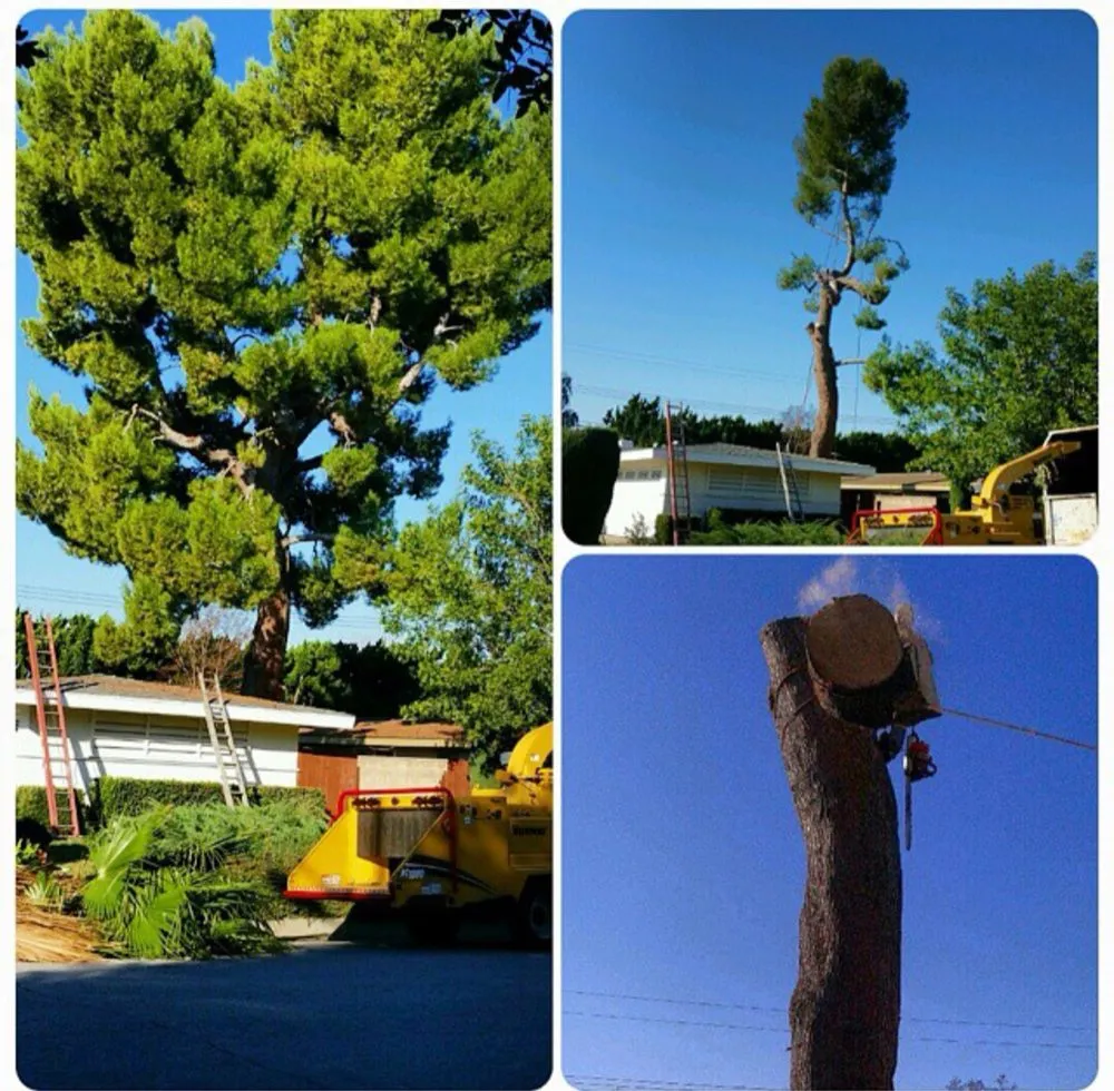 Local yard maintenance in Fontana, CA by Martinez Tree Service