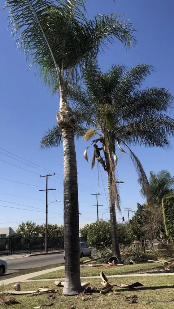 Affordable lawn mowing service in La Puente, CA - Martinez Tree Service