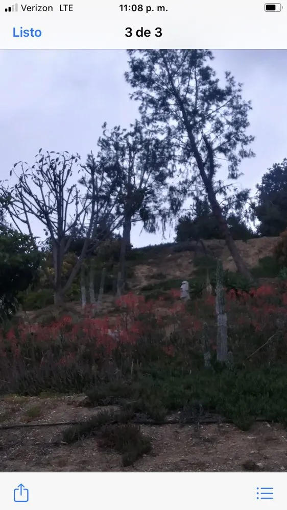 Professional yard maintenance with custom design in La Puente, CA by Martinez Tree Service