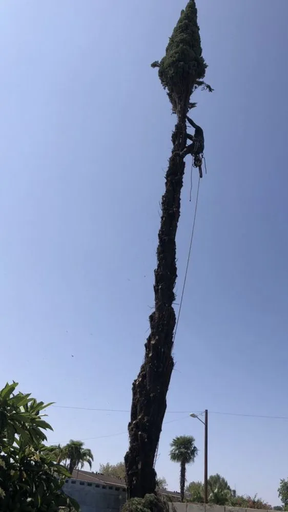 Reliable outdoor landscaping for homes across La Puente, CA - Martinez Tree Service