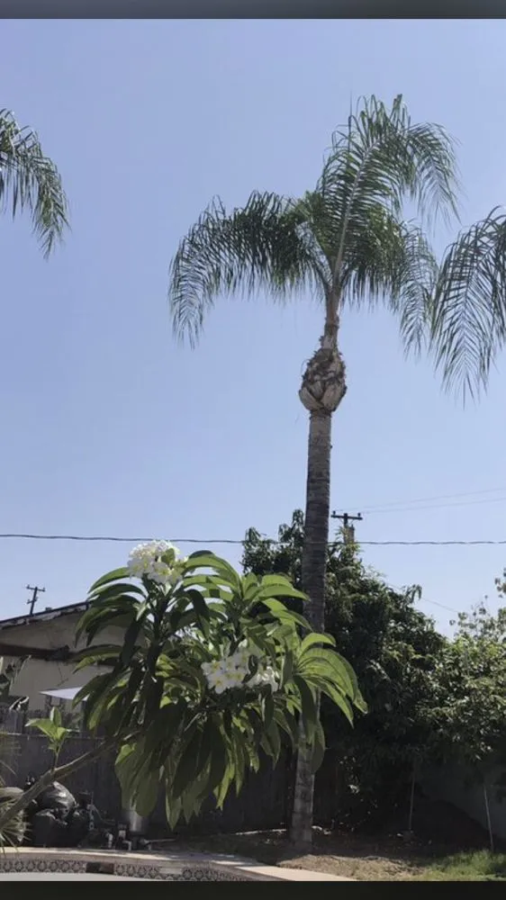 Top-rated landscape design experts serving La Puente, CA - Martinez Tree Service