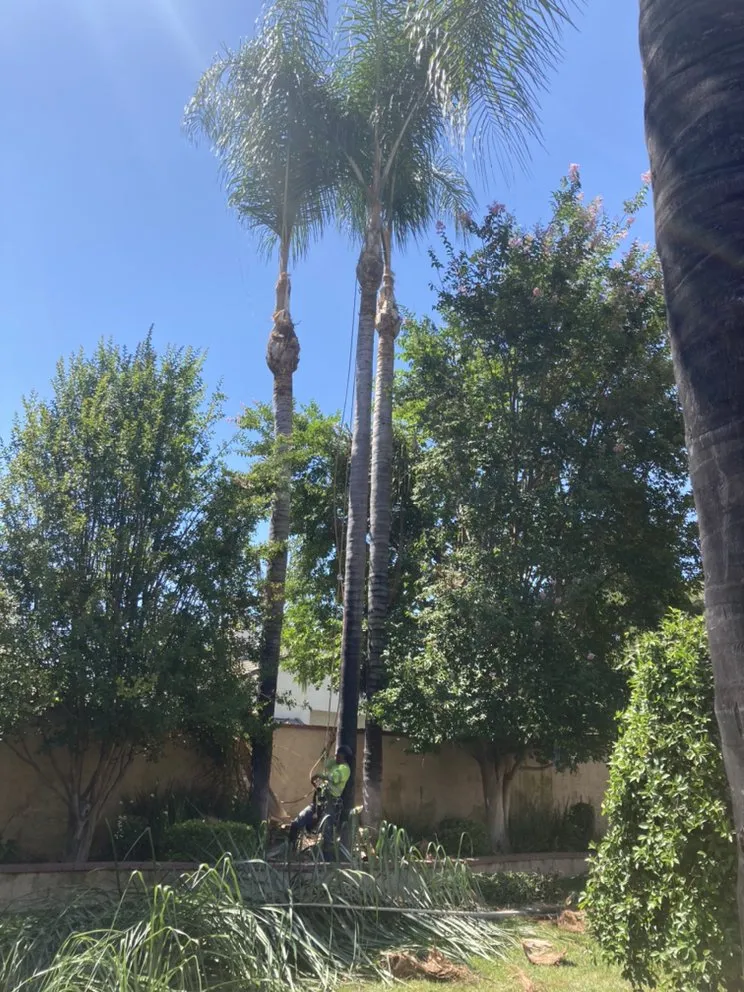 Top-rated outdoor landscaping in La Puente, CA - Martinez Tree Service