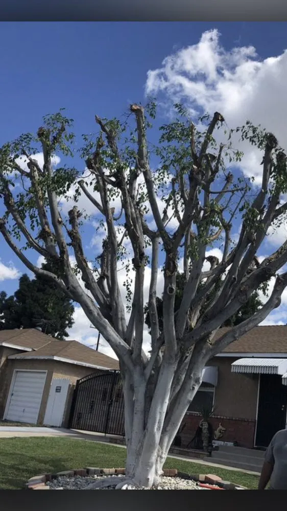 Top-rated landscape installation experts serving La Puente, CA - Martinez Tree Service