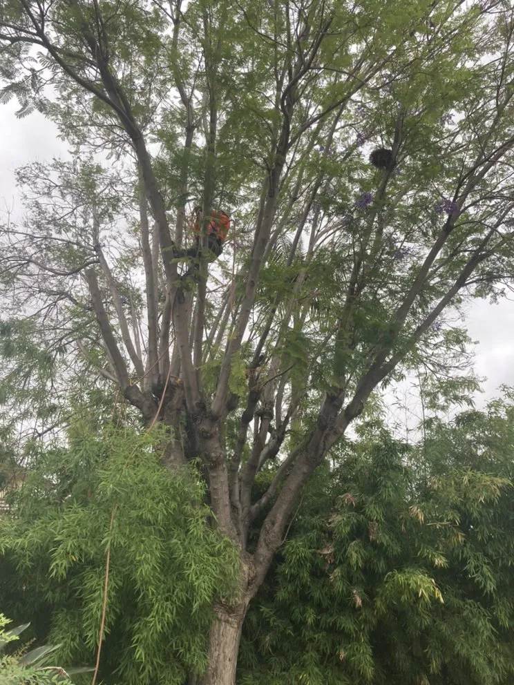 Trusted yard maintenance experts serving La Puente, CA - Martinez Tree Service