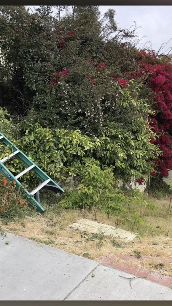 Custom yard cleanup service with custom design across La Puente, CA - Martinez Tree Service