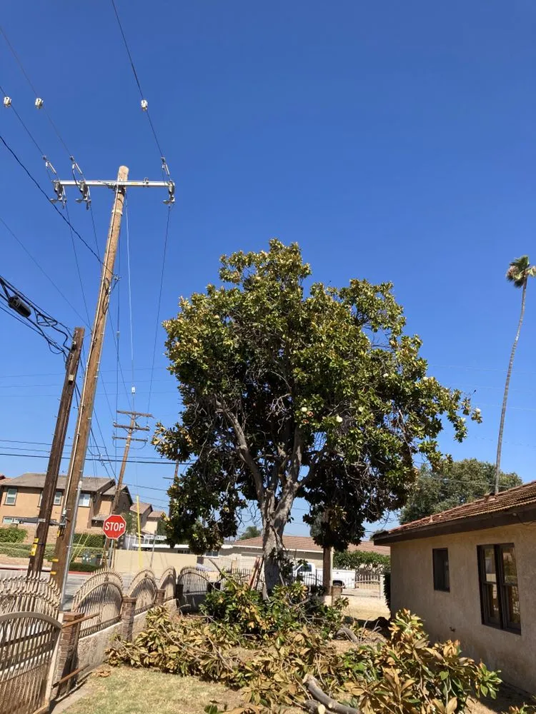 Custom landscape design in La Puente, CA - Martinez Tree Service