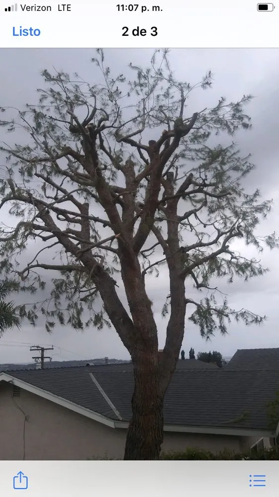 Reliable landscape design near you across La Puente, CA - Martinez Tree Service