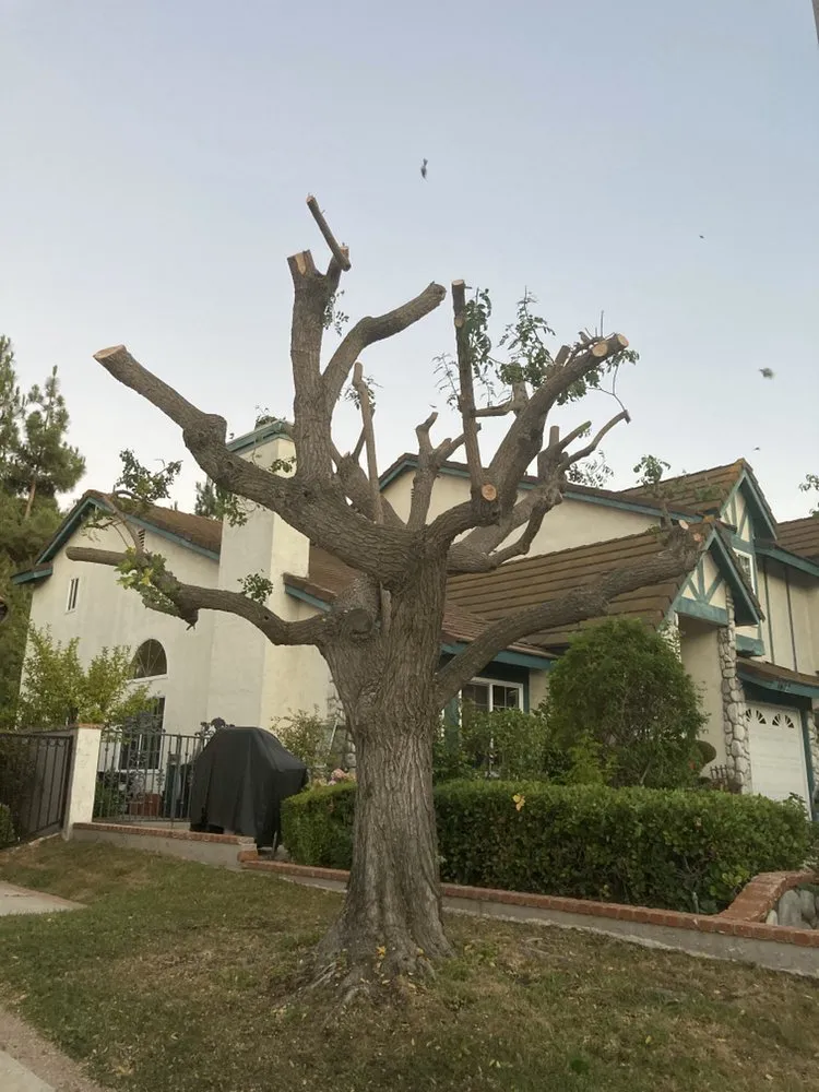 Expert yard cleanup service for homes across La Puente, CA - Martinez Tree Service