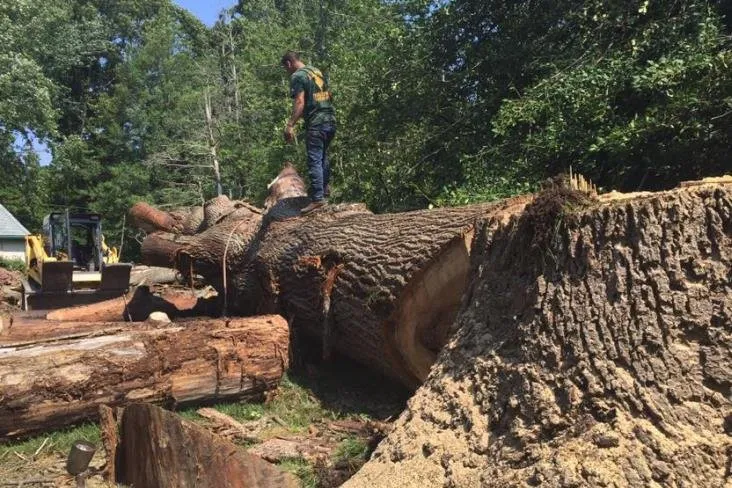 Top-rated lawn care service experts serving Lakewood, NJ - Martinez Tree Service