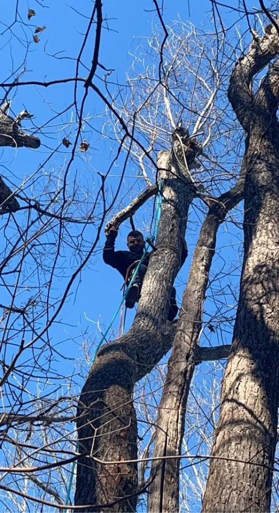 Affordable yard maintenance in Chapmansboro, TN by Martins Lawn Care & Tree Care