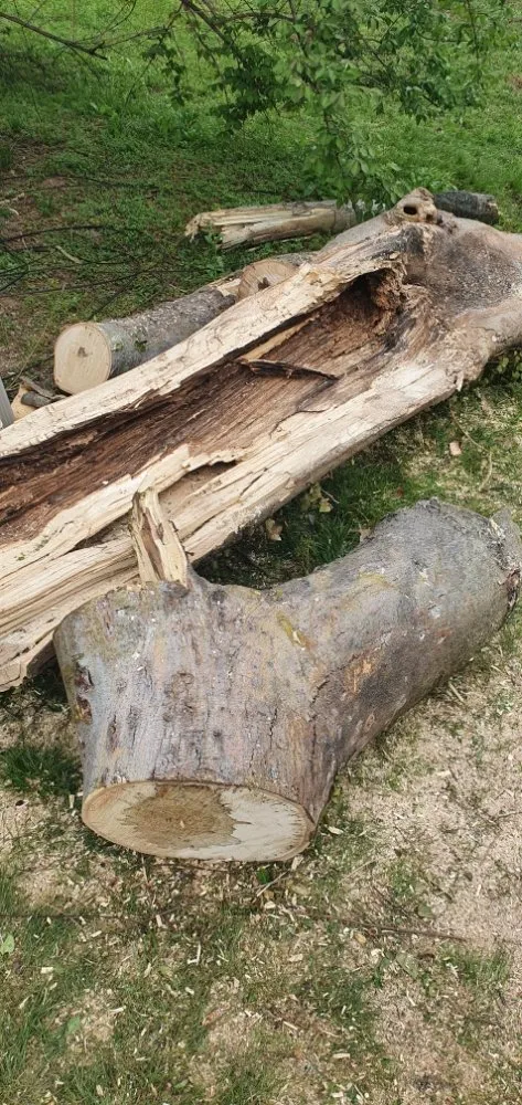Professional landscaping services experts serving Chapmansboro, TN - Martins Lawn Care & Tree Care