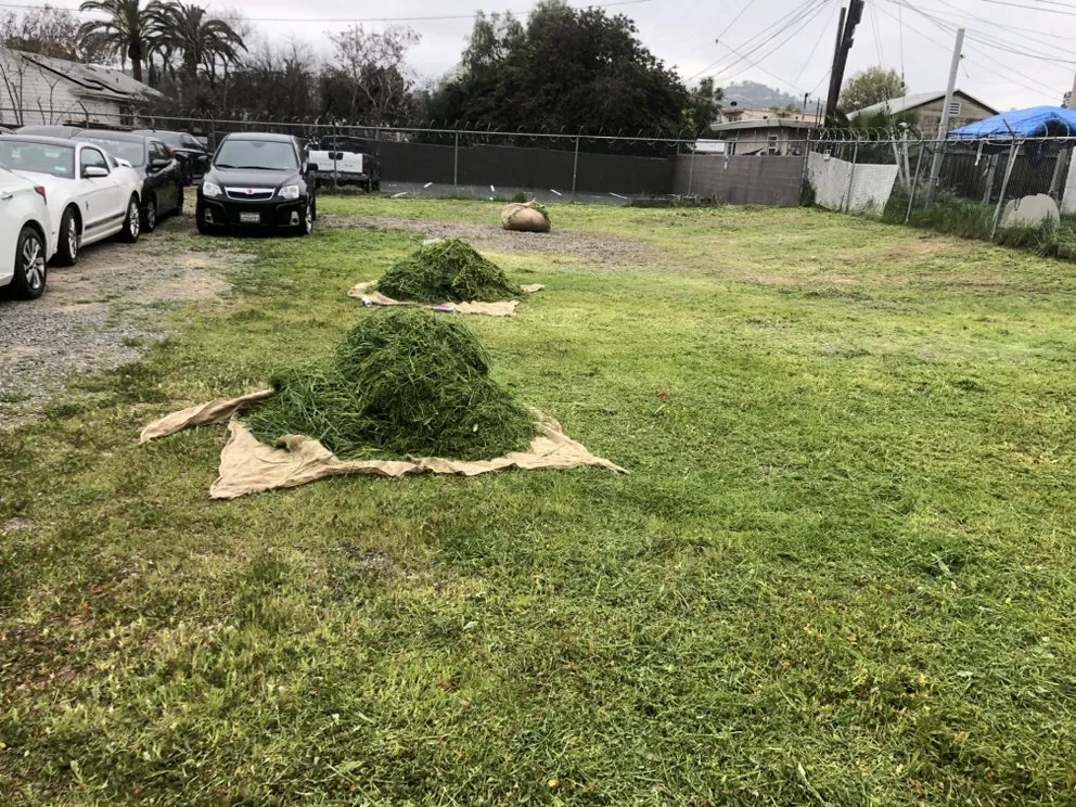 Professional yard maintenance in Chula Vista, CA by Martin's Lawn Care