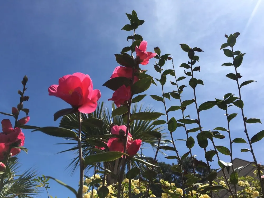 Local landscaping services in Florence, SC by Martins Lawncare Landscaping & Irrigation