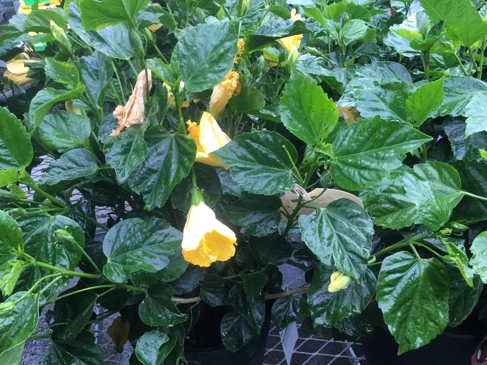 Affordable landscape design for homes across Florence, SC - Martins Lawncare Landscaping & Irrigation