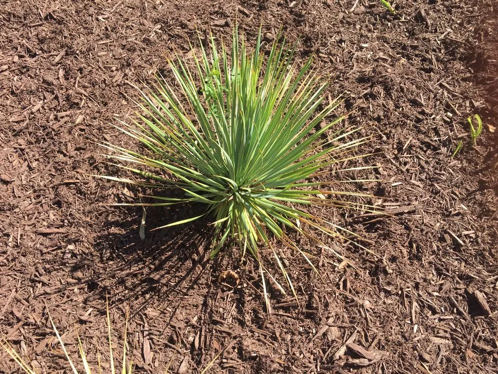 Custom garden landscaping for year-round maintenance in Florence, SC by Martins Lawncare Landscaping & Irrigation