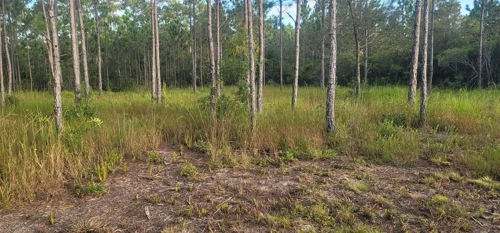 Expert lawn care service in Ocean Springs, MS by Martin's Mow And Maintenance