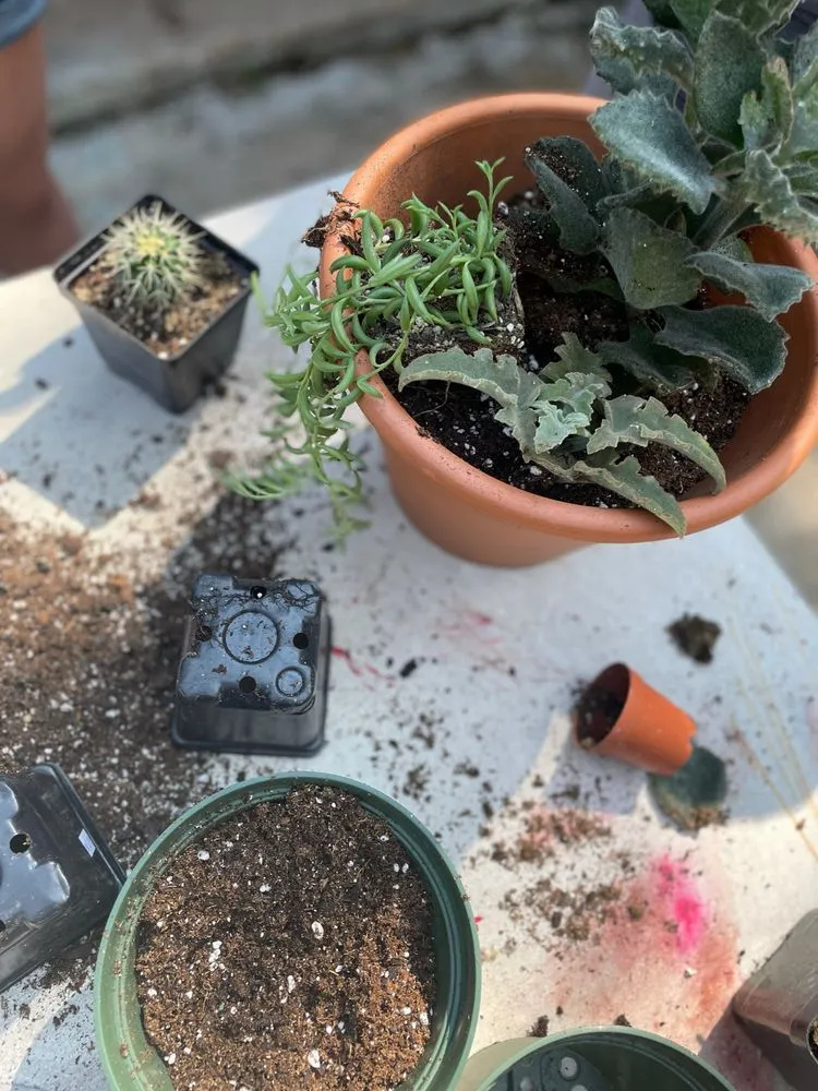 Trusted yard cleanup service in Luling, LA by Martin's Nursery & Landscape