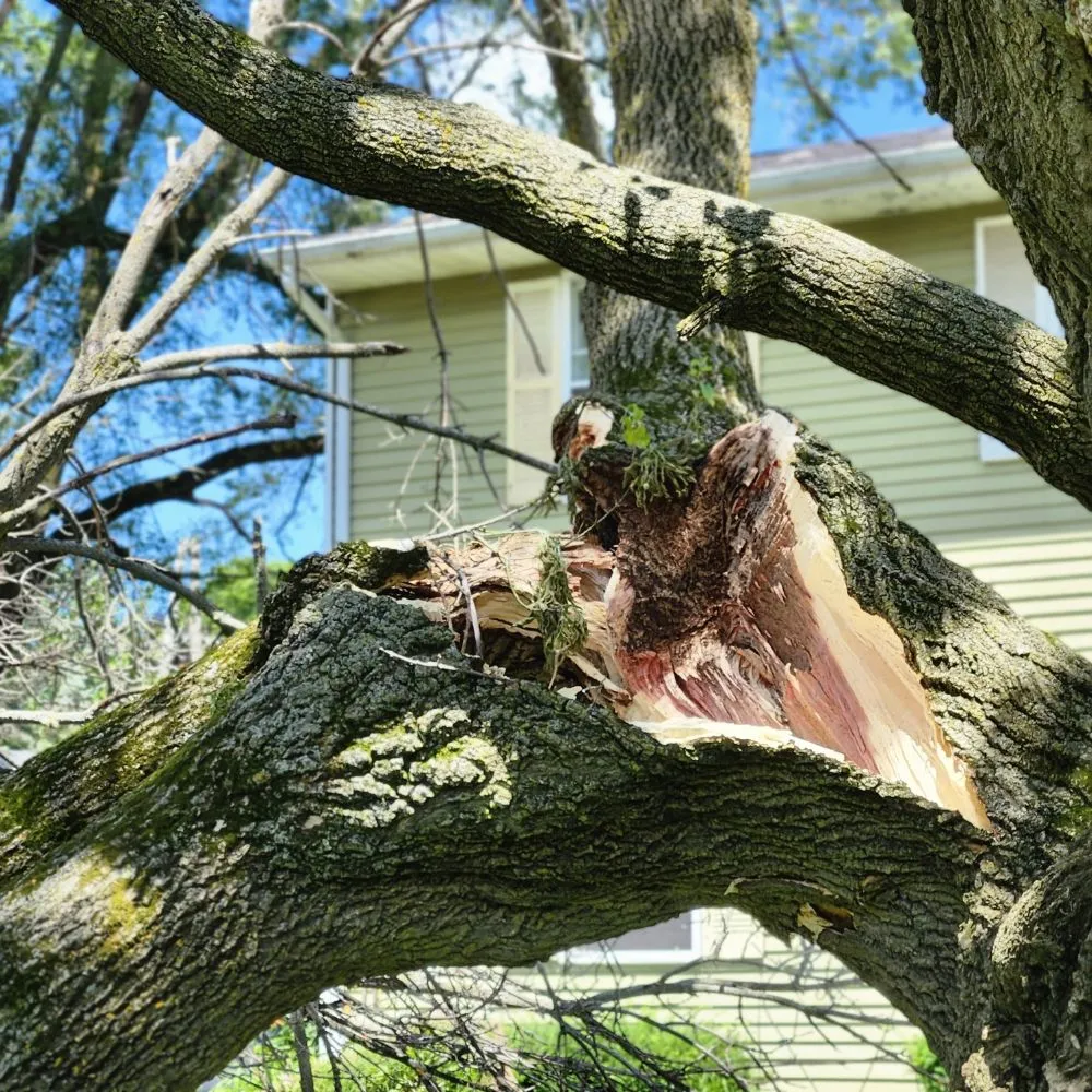 Trusted lawn care service experts serving Sheboygan, WI - Martin's Tree Service & Lawn Care