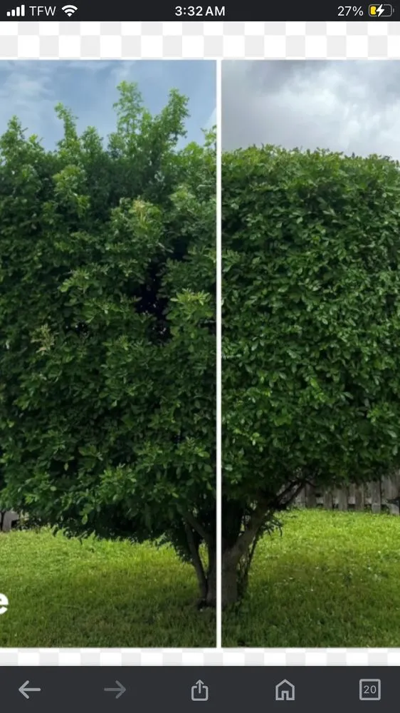 Reliable yard cleanup service for residential properties in Circleville, OH by Martins Tree Service