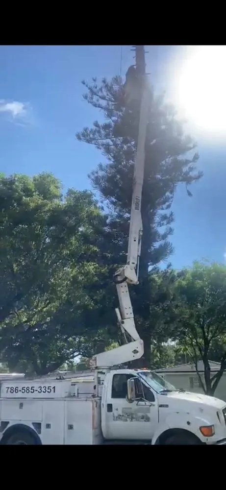 Trusted landscape installation in Miami Gardens, FL - Martin's Tree Solution