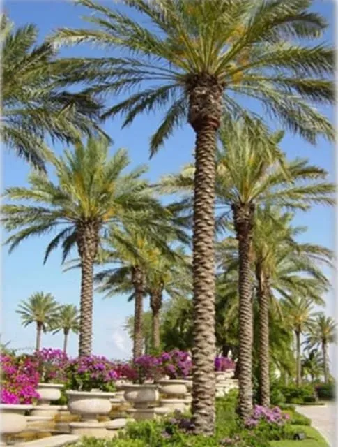 Professional residential landscaping experts serving Miami Gardens, FL - Martin's Tree Solution