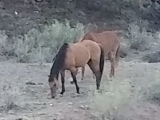 Martins Wood Services