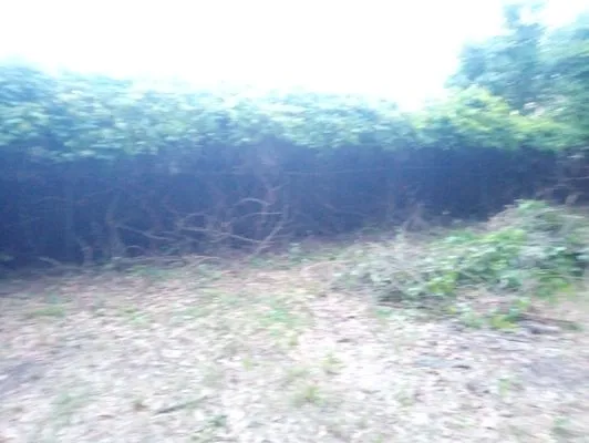 Martins Yards And More