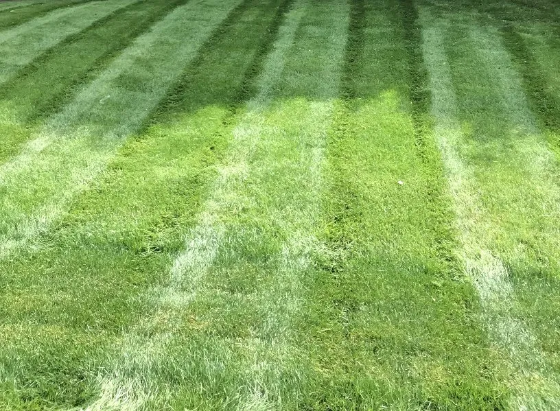 Professional yard cleanup service in Clemmons, NC by Martir’s Landscaping and Tree Services