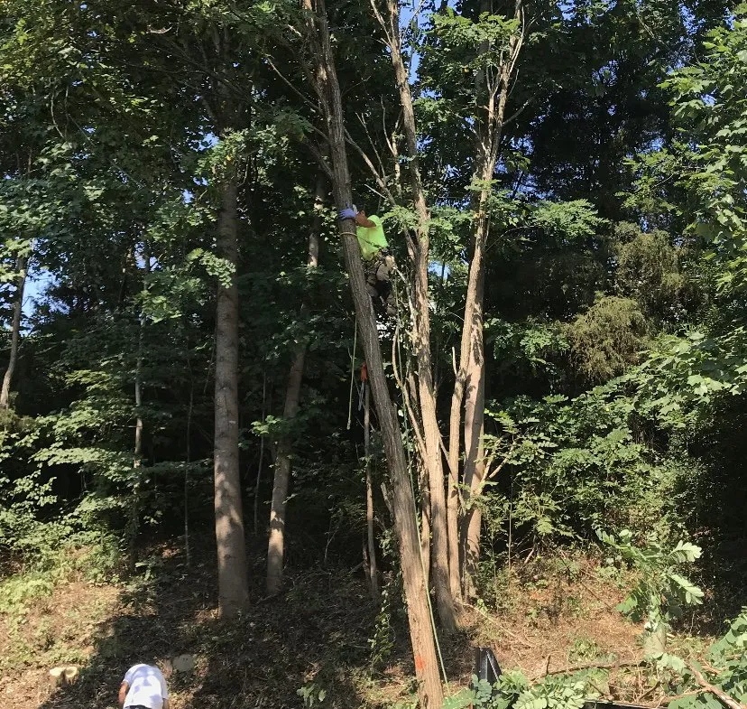 Professional lawn mowing service in Clemmons, NC - Martir’s Landscaping and Tree Services