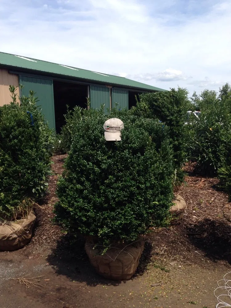 Custom yard maintenance for residential properties across Watchung, NJ - Martoccia Landscape Service