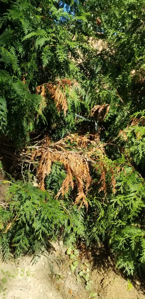 Trusted residential landscaping for residential properties in Crofton, MD by Marty Mows