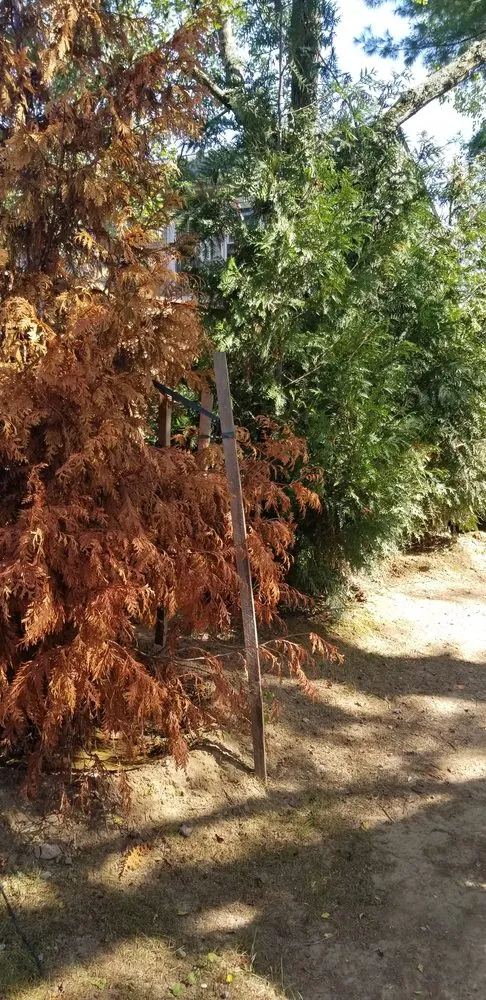 Local lawn care service near you in Crofton, MD by Marty Mows