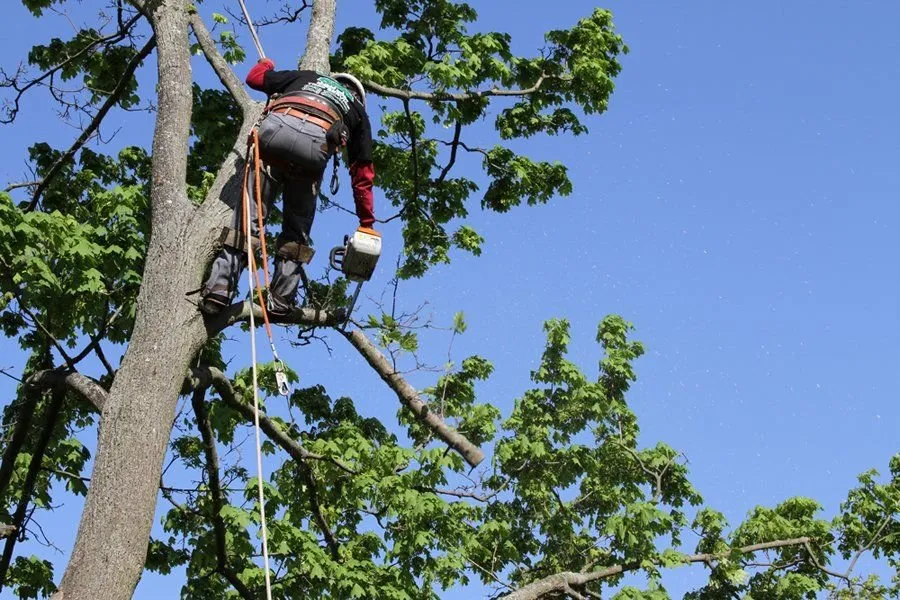Reliable landscape installation for residential properties in Rockville Centre, NY by Marty's Landscaping & Tree Service & Removal