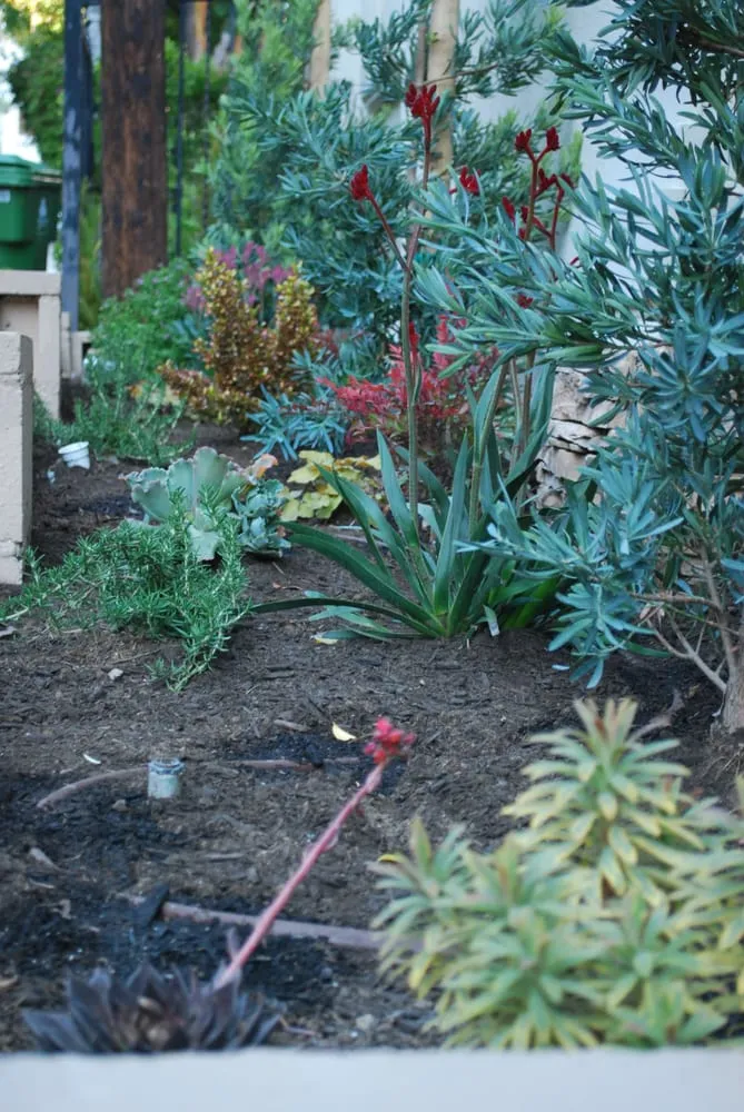 Affordable lawn care service in Pasadena, CA - Marvel Landscapes