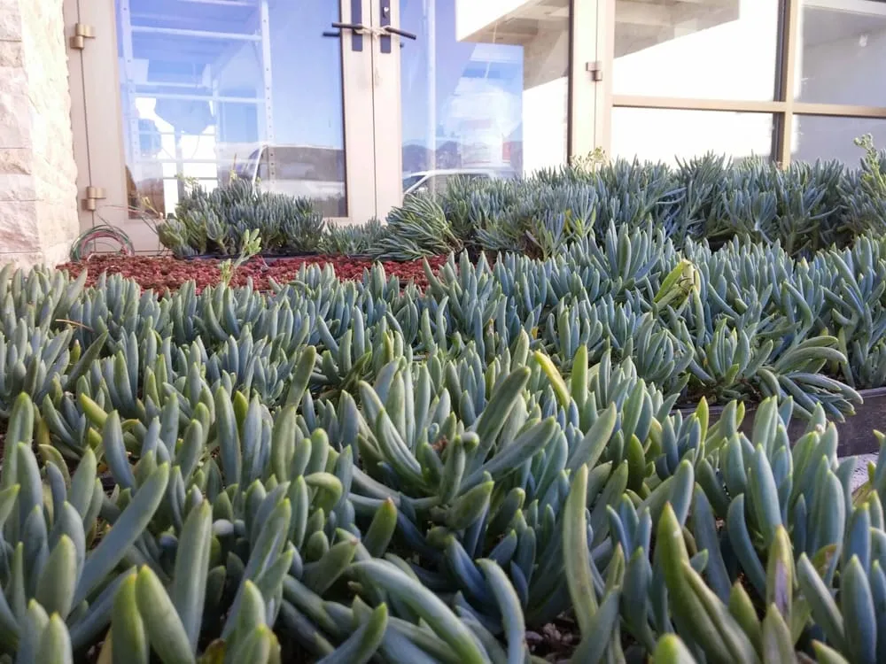 Trusted outdoor landscaping in Pasadena, CA - Marvel Landscapes