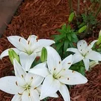 Reliable landscaping services in Lorain, OH by Marvel Landscaping