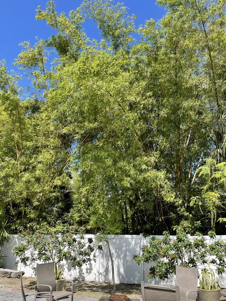 Trusted yard maintenance in Port St. Lucie, FL - Marvellitos Tree Services