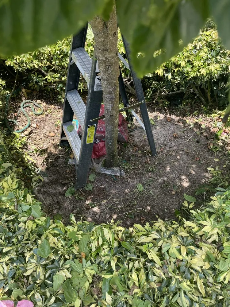 Top-rated lawn mowing service in Port St. Lucie, FL by Marvellitos Tree Services