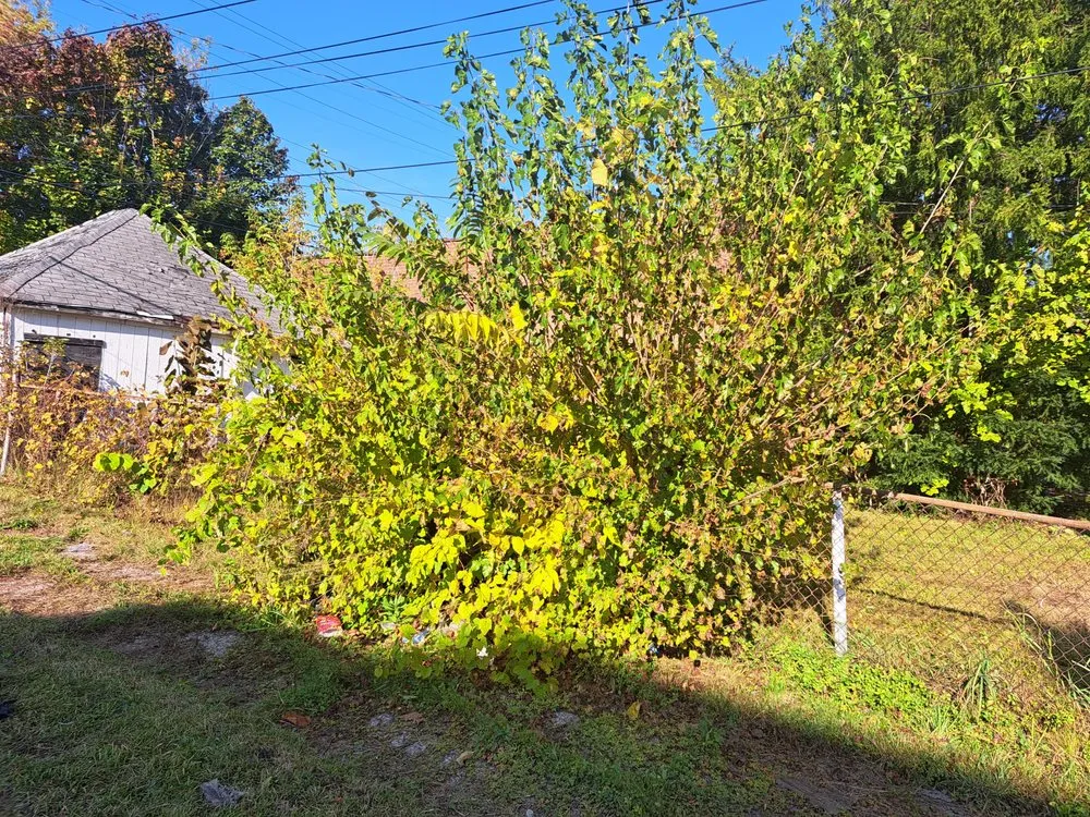 Professional lawn mowing service near you in Dearborn Heights, MI by Marvelous Kutz