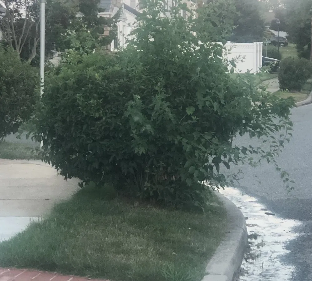 Trusted lawn care service for residential properties in Inwood, NY by Marvin Garcia Landscaping Corp