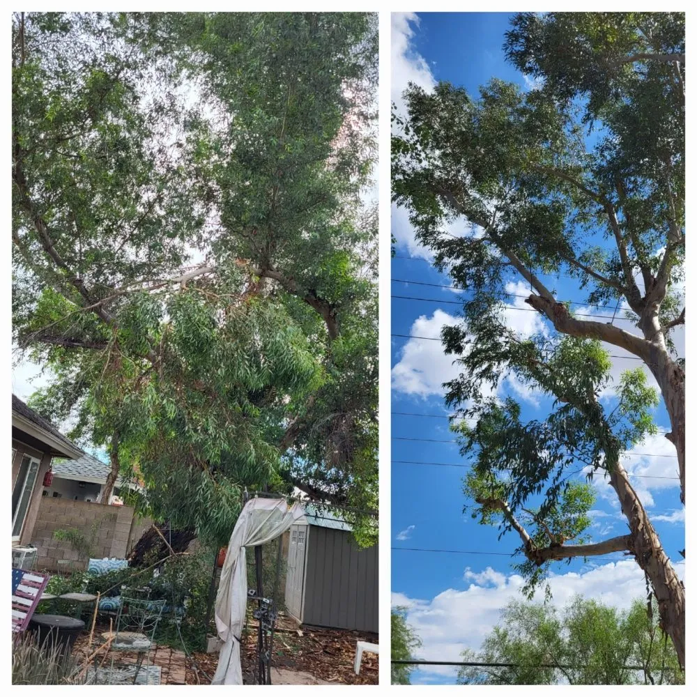 Trusted yard maintenance for residential properties in Phoenix, AZ by Marvin landscaping