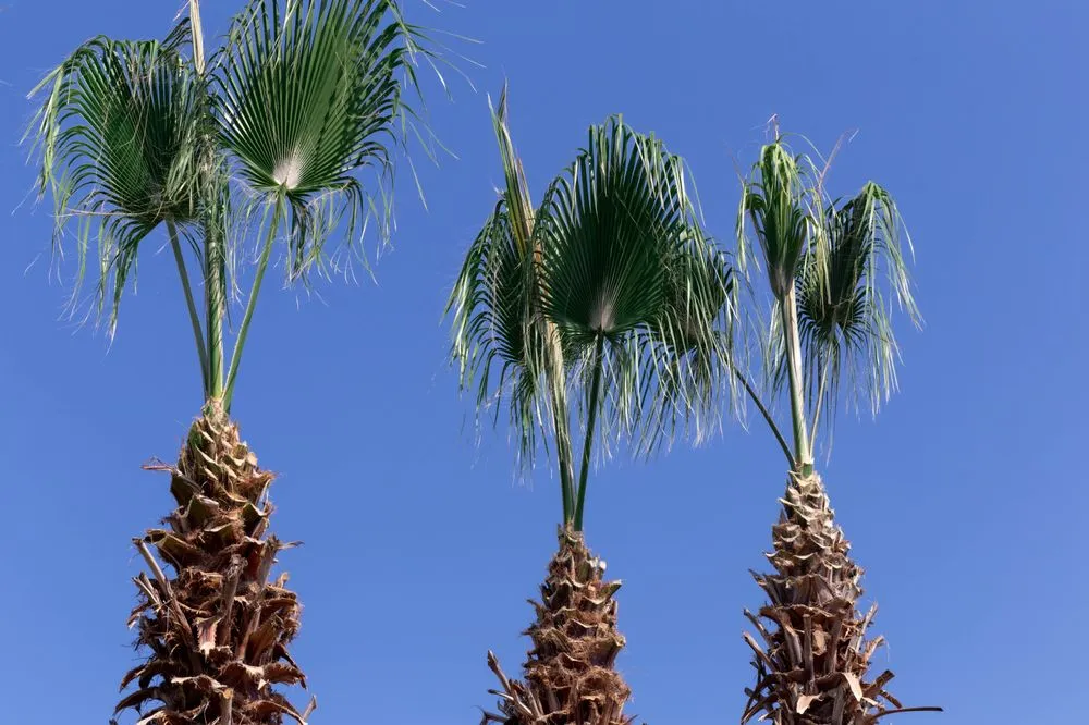 Expert outdoor landscaping in Phoenix, AZ by Marvin landscaping