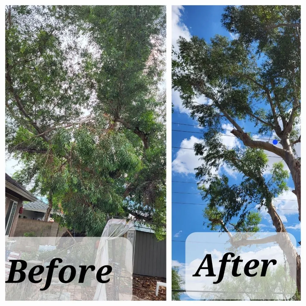 Professional landscape design in Phoenix, AZ by Marvin landscaping